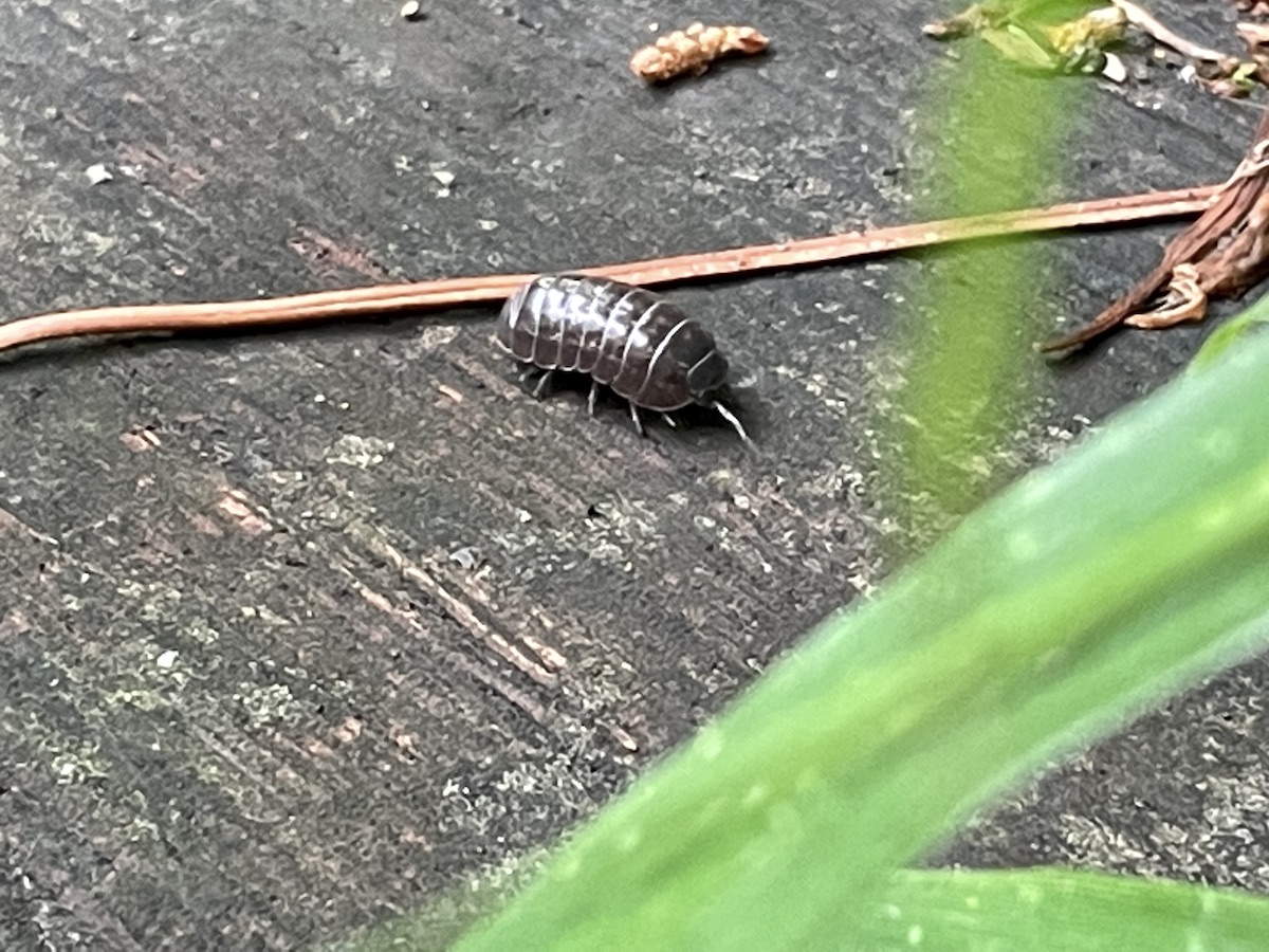 A pill bug (1/3)