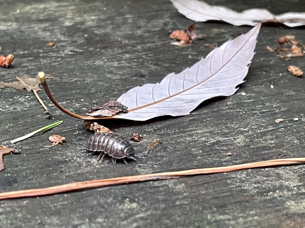 A pill bug (2/3)