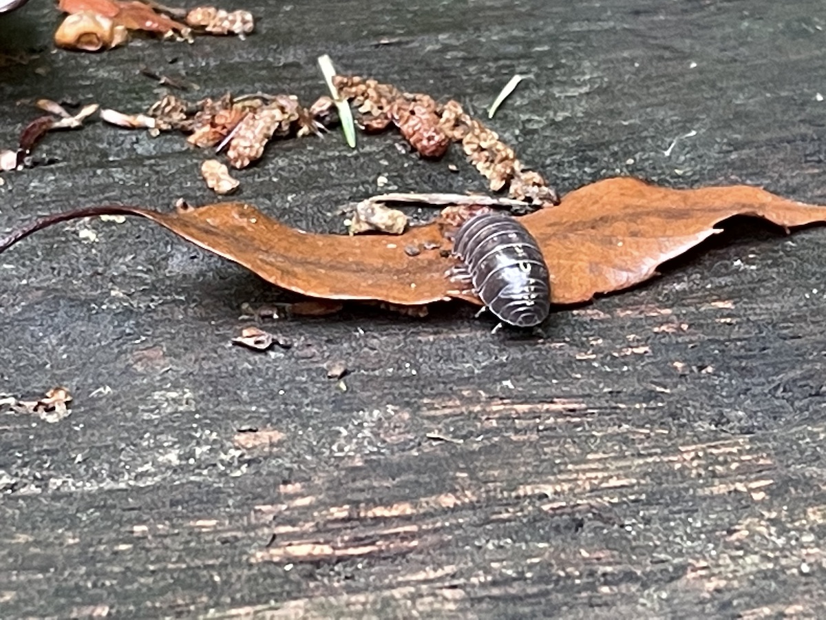 A pill bug (3/3)